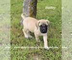 Small #9 Mastiff
