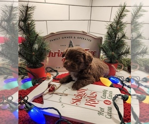 Poovanese Puppy for sale in JASPER, GA, USA