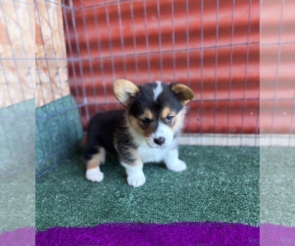 Medium Photo #5 Pembroke Welsh Corgi Puppy For Sale in CERES, CA, USA