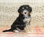 Small Photo #1 Miniature Bernedoodle Puppy For Sale in DENVER, PA, USA