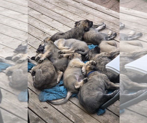 Medium Photo #3 Caucasian Shepherd Dog-Irish Wolfhound Mix Puppy For Sale in BEND, OR, USA