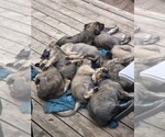 Small #2 Caucasian Shepherd Dog-Irish Wolfhound Mix