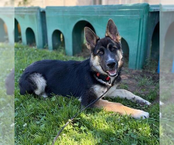 Medium Photo #1 German Shepherd Dog Puppy For Sale in Modesto, CA, USA