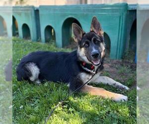 German Shepherd Dog Dogs for adoption in Modesto, CA, USA