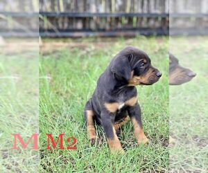 Catahoula Leopard Dog Puppy for sale in UVALDE, TX, USA