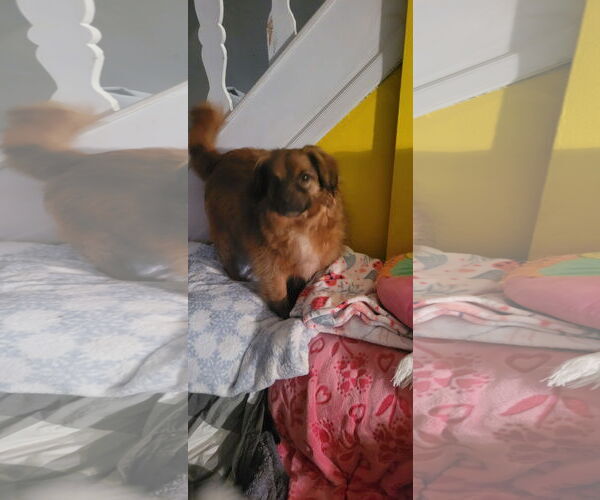 Medium Photo #2 Colonial Cocker Spaniel-Unknown Mix Puppy For Sale in Doylestown, PA, USA