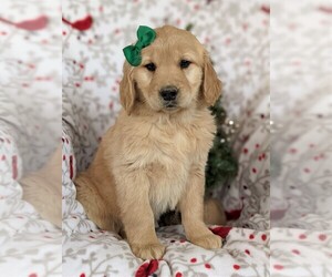 Golden Retriever Puppy for sale in OXFORD, PA, USA