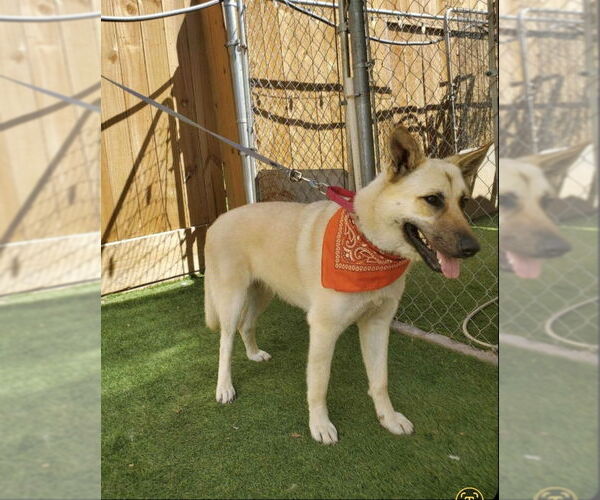 Medium Photo #12 German Shepherd Dog-Unknown Mix Puppy For Sale in Winston Salem, NC, USA