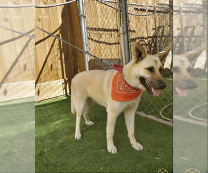 Tillie - Female German Shepherd Dog-Unknown Mix Dog for Adoption - Photo #12