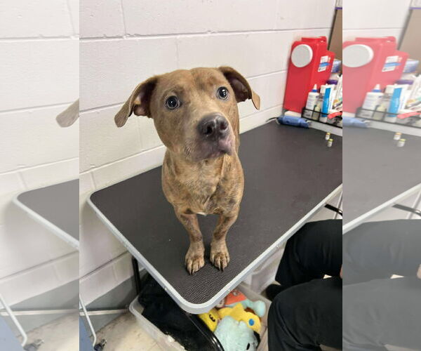 Medium Photo #5 American Pit Bull Terrier-Chihuahua Mix Puppy For Sale in Princeton, MN, USA