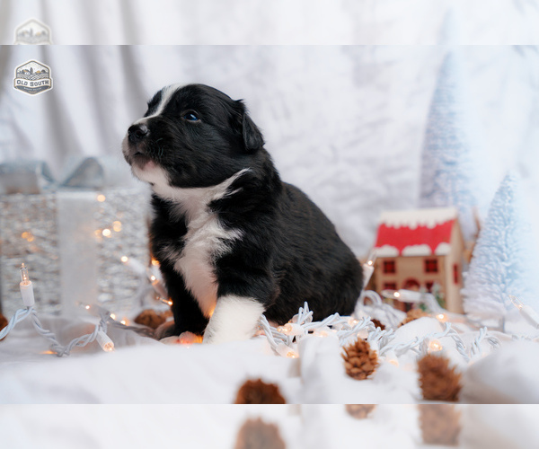 Medium Photo #5 Border Collie Puppy For Sale in FLORENCE, SC, USA