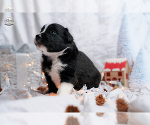 Medium Border Collie