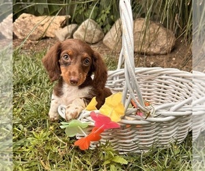 Dachshund Puppy for sale in MIDDLEBURY, IN, USA