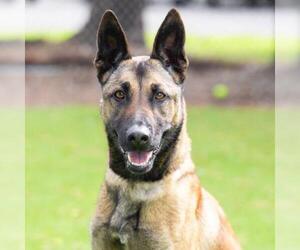 Mutt Dogs for adoption in Camarillo, CA, USA