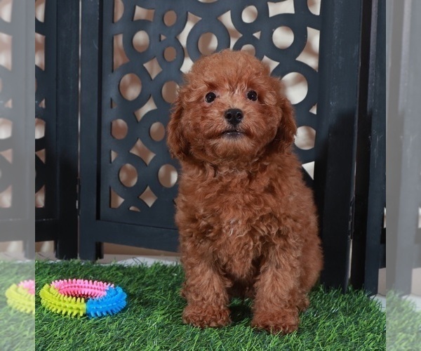 Medium Photo #4 Poodle (Miniature) Puppy For Sale in MOUNT VERNON, OH, USA