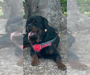 Rottweiler-Unknown Mix Dogs for adoption in San Antonio, TX, USA