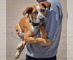 Small #2 German Shepherd Dog-Red Heeler Mix