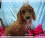 Small Poogle