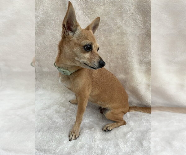 Medium Photo #2 Chihuahua-Unknown Mix Puppy For Sale in oakland, FL, USA