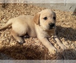 Small Photo #10 Labrador Retriever Puppy For Sale in CHEHALIS, WA, USA