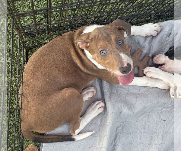 Medium Photo #7 Great Dane-Unknown Mix Puppy For Sale in Holly Springs, NC, USA