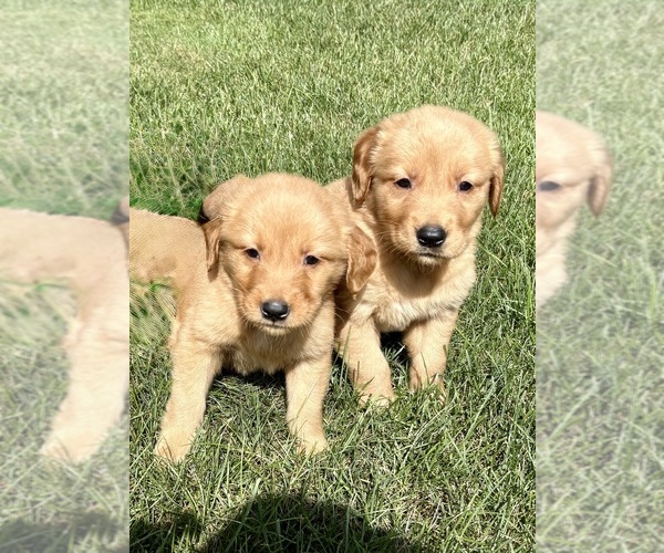 Medium Photo #9 Golden Retriever Puppy For Sale in FAIR HAVEN, MI, USA