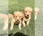 Small #8 Golden Retriever