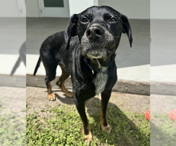Medium Photo #1 Black and Tan Coonhound-Unknown Mix Puppy For Sale in Palmetto, FL, USA