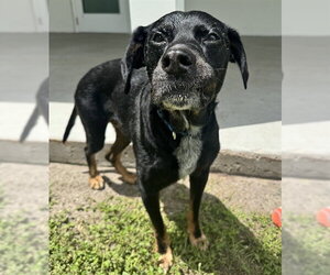 Black and Tan Coonhound-Unknown Mix Dogs for adoption in Palmetto, FL, USA