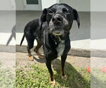 Small Black and Tan Coonhound Mix