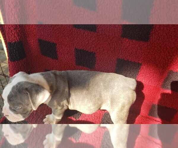 Medium Photo #1 Olde English Bulldogge Puppy For Sale in LAFAYETTE, LA, USA