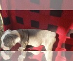Small Photo #1 Olde English Bulldogge Puppy For Sale in LAFAYETTE, LA, USA