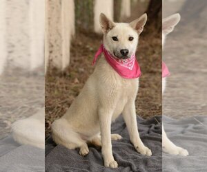 German Shepherd Dog-white german shepherd Mix Dogs for adoption in Dana Point, CA, USA