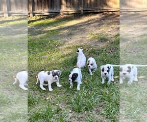American Bulldog Litter for sale in SPRING, TX, USA