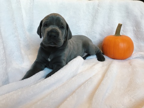 Medium Photo #1 Great Dane Puppy For Sale in WADSWORTH, IL, USA