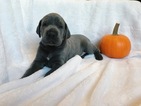 Small Photo #1 Great Dane Puppy For Sale in WADSWORTH, IL, USA