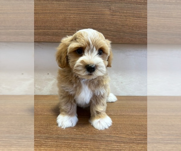 Medium Photo #1 Havanese Puppy For Sale in Belgrade, Central Serbia, Serbia