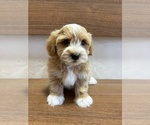 Puppy - Male Havanese Puppy for Sale - Small photo