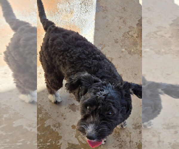 Medium Photo #4 Poodle (Miniature)-Unknown Mix Puppy For Sale in San Antonio, TX, USA