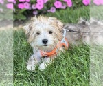 Small Photo #2 Morkie Puppy For Sale in ROCK STREAM, NY, USA