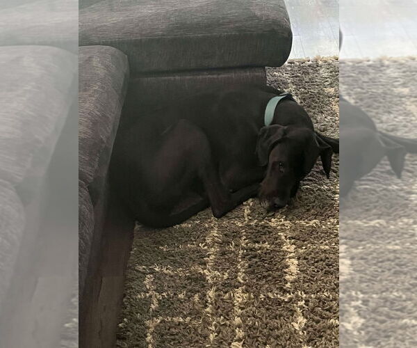 Medium Photo #3 Great Dane Puppy For Sale in Bullard, TX, USA