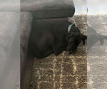 Small #2 Great Dane