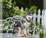 Small #2 Siberian Husky