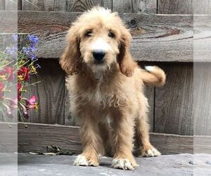 Goldendoodle-Poodle (Standard) Mix Puppy for sale in DRY RUN, PA, USA