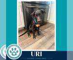 Small #10 Labrador Retriever Mix
