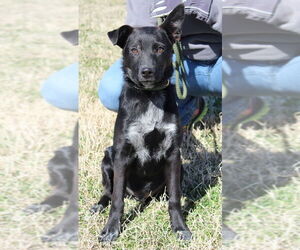 Indigo - Indeed a Good Boy! - Male Mutt Dog for Adoption - Photo #28