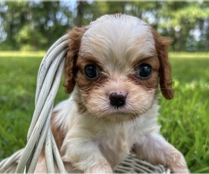 Cavalier King Charles Spaniel Puppy for sale in WINSLOW, AR, USA