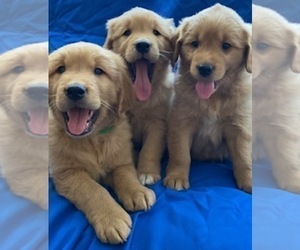 Golden Retriever Puppy for sale in SANTA ANA, CA, USA