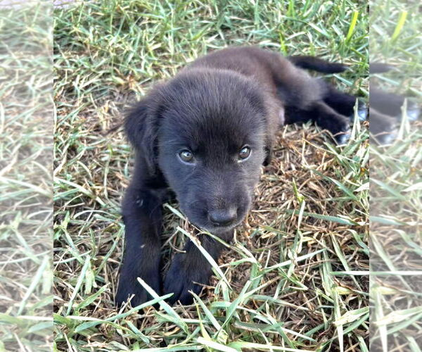 Medium Photo #2 German Shepherd Dog-Unknown Mix Puppy For Sale in Royal Palm Beach, FL, USA
