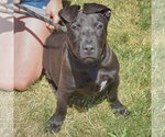 Small #7 American Staffordshire Terrier-Boxer Mix